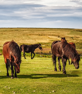 Dartmoor National Park Devon