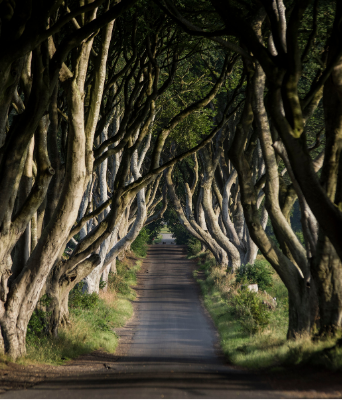 The Dark Hedges Northern Ireland