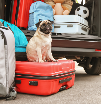 Ready To Pick Your Perfect Case